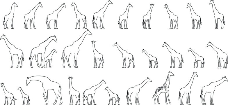 Giraffe sketch vector,  elegant, wildlife, art, minimalist, detailed, majestic, nature, animal kingdom, poses, lines, creature, grace, tall mammals