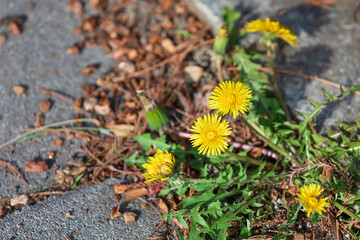 A dandelion found on the side of the road. Warm sunshine - Taraxacum officinale 