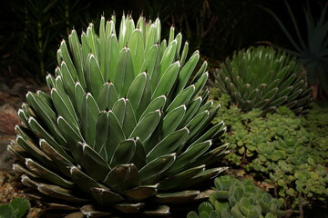 Queen Victoria Agave forms tight, compact rosettes of stiff, triangular leaves with sharp, toothed...