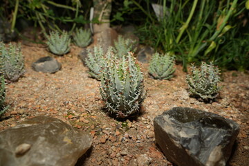 Aloe erinacea is a small to medium-sized aloe species with rosettes of thick, triangular leaves. The leaves are typically pale green to gray-green in color and covered with small