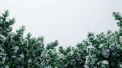A row of evergreen trees covered in snow. The snow is covering the branches and leaves, giving the trees a serene and peaceful appearance. The white snow contrasts with the green leaves