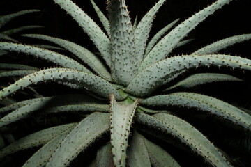 Hechtia marnier-lapostollei forms a rosette of stiff, sword-shaped leaves with sharp spines along...