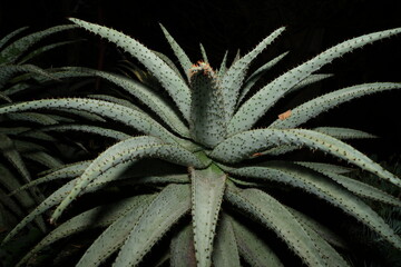 Hechtia marnier-lapostollei forms a rosette of stiff, sword-shaped leaves with sharp spines along...