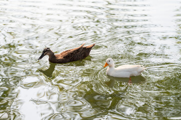 Two ducks swimming on the water