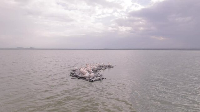 Aerial drone video of a flock of pelicans nesting together on a small island rock
