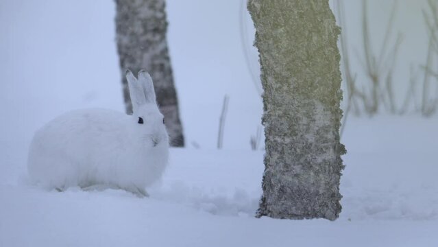 A hare is searching for food in winter landscape in Stugudal, Norway
