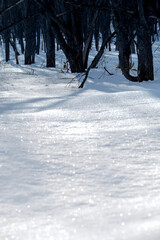 冬の森の木々の影と雪原の煌めき。