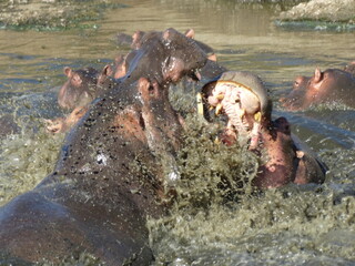 Closeup image of hippos fighting in the water