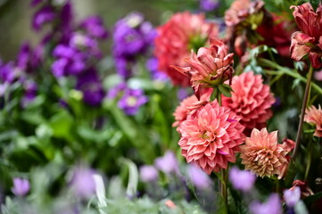 Obraz premium Pink Dahlia pinnata, also known as Dahlia, originated from Mexico, serves as the national flower of Mexico, Zhangjiakou, and Seattle. With large, beautiful flowers and a wide range of colors.