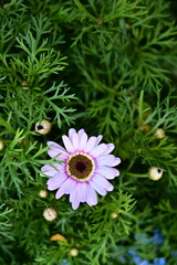 A close-up of Blue-eyed daisy, a daisy-like flower native to southern Africa, blooms in various...