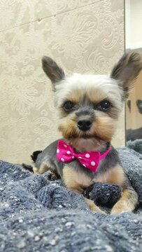 Little dog Yorkie shakes his ears. The dog is afraid