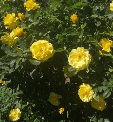 yellow rose bunch