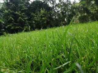 grass