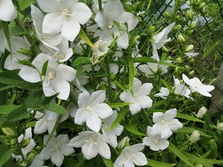 white flower