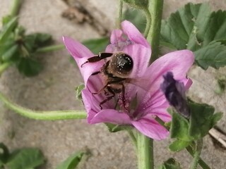 bee at work garden