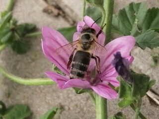 a bee on a pink flower