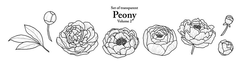 A series of isolated flower in cute hand drawn style. Peony in black outline and white plain on transparent background. Drawing of floral elements for coloring book or fragrance design. Volume 1.