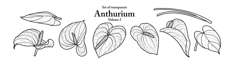 A series of isolated flower in cute hand drawn style. Anthurium in black outline and white plain on transparent background. Drawing of floral elements for coloring book or fragrance design. Volume 1. - obrazy, fototapety, plakaty