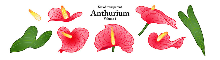 A series of isolated flower in cute hand drawn style. Anthurium in vivid colors on transparent background. Drawing of floral elements for coloring book or fragrance design. Volume 1.