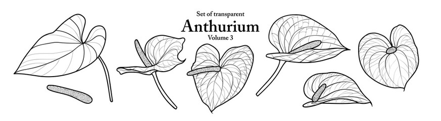 A series of isolated flower in cute hand drawn style. Anthurium in black outline and white plain on transparent background. Drawing of floral elements for coloring book or fragrance design. Volume 1.