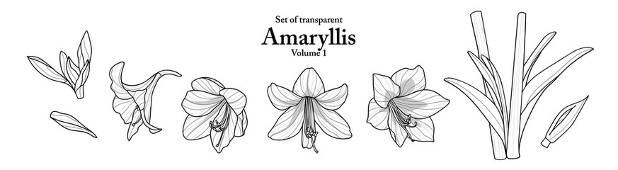 A series of isolated flower in cute hand drawn style. Amaryllis in black outline on transparent background. Drawing of floral elements for coloring book or fragrance design. Volume 1. - obrazy, fototapety, plakaty