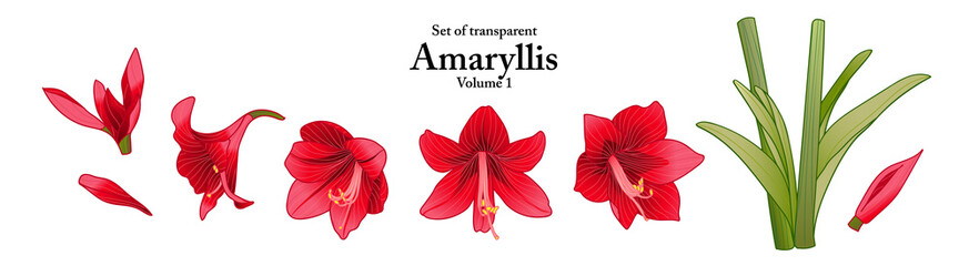 A series of isolated flower in cute hand drawn style. Amaryllis in vivid colors on transparent background. Drawing of floral elements for coloring book or fragrance design. Volume 1. - obrazy, fototapety, plakaty