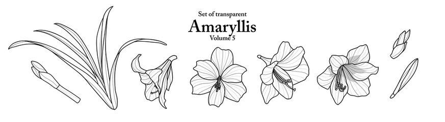 A series of isolated flower in cute hand drawn style. Amaryllis in black outline and white plain on transparent background. Drawing of floral elements for coloring book or fragrance design. Volume 5. - obrazy, fototapety, plakaty