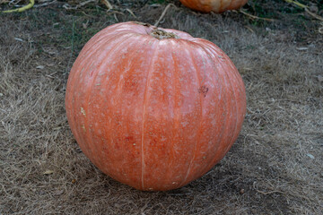 orange organic pumpkin at outdoor