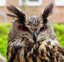 Portrait of an owl