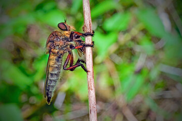 robber fly with prey
