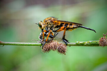 robber fly with prey