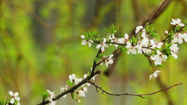 Focus transition: Blooming cherry. Prunus Cerasus is a subgenus of Prunus, characterised by having the flowers in small corymbs of several together (not singly, nor in racemes).