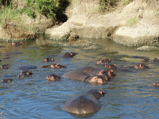 A bloat of hippos in the water