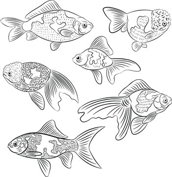 pack of outline fish vector illustration collection isolated in white background	