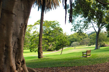 SYDNEY, NSW, AUSTRALIA - March 14, 2022: Sydney Skyline view from the Royal Botanic Gardens. It is...