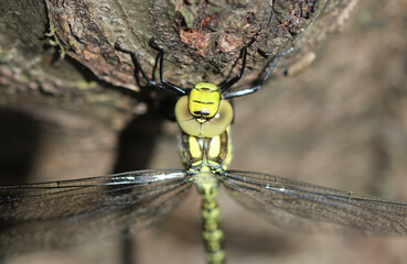 Blaugrüne Mosaikjungfer - Southern Hawker