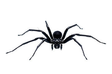Stealthy Black Spider on Transparent Background