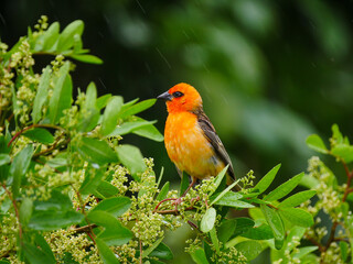 Vibrant orange bird perching in natural environment in rainy weather 