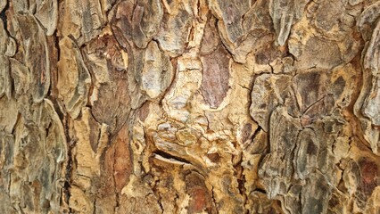 bark