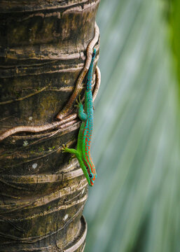 Turquoise colored ornate day Gecko on palm tree trunk 