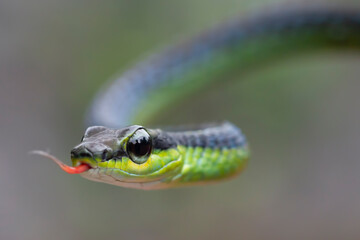 Closeup head Dendrelaphis formosus snake, Dendrelaphis formosus snake closeup on isolated background