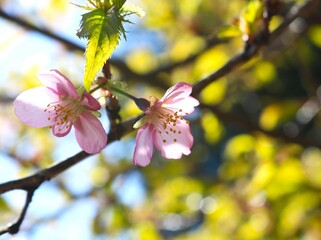 穏やかに咲く趣ある桜の花　春の風景