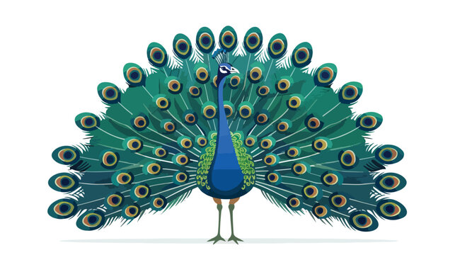 Peacock Flat vector isolated on white background 