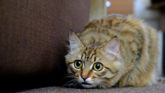 Cute tabby cat in ambush, preparing to attack. Small hunter. Close up. Looking around . hiding and peeking	