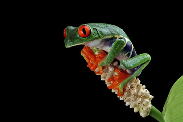 Red-eyed tree frog closeup on branch, red-eyed tree frog (Agalychnis callidryas) closeup