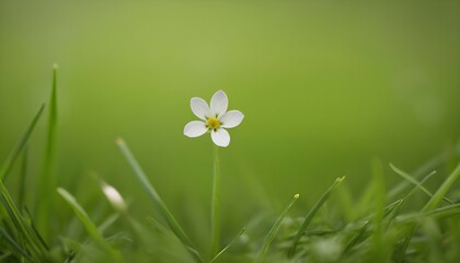 Closeup shot of a tiny flower growing in fresh green grass with a blurred background