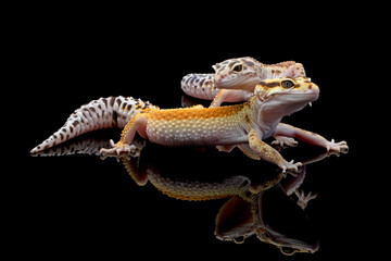 a pair of Eublepharis macularius red stripe closeup on isolated background,  leopard gecko...