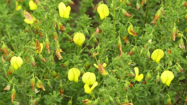 Ononis natrix, yellow restharrow or shrubby rest-harrow, is species of plant in family Fabaceae. Perennial ligneous at base, completely viscousglandular.