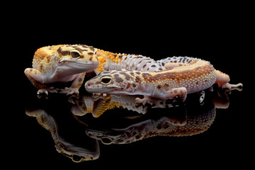a pair of Eublepharis macularius red stripe closeup on isolated background,  leopard gecko...