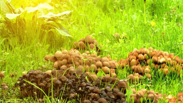 Coprinellus micaceus in family Psathyrellaceae